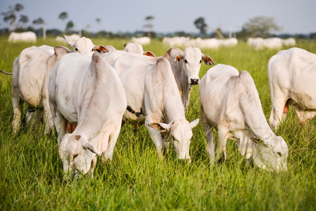 Nellore cows in a pasture of brachiaria - Herd of beef cattle grazing in Brazilian farm area