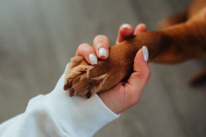 cachorro-696x464
