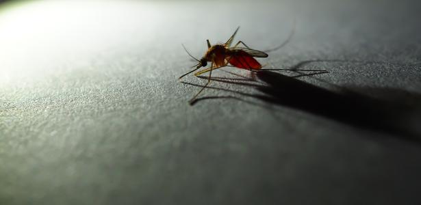 anopheles-mosquito-que-transmite-malaria-1556285185301_v2_615x300
