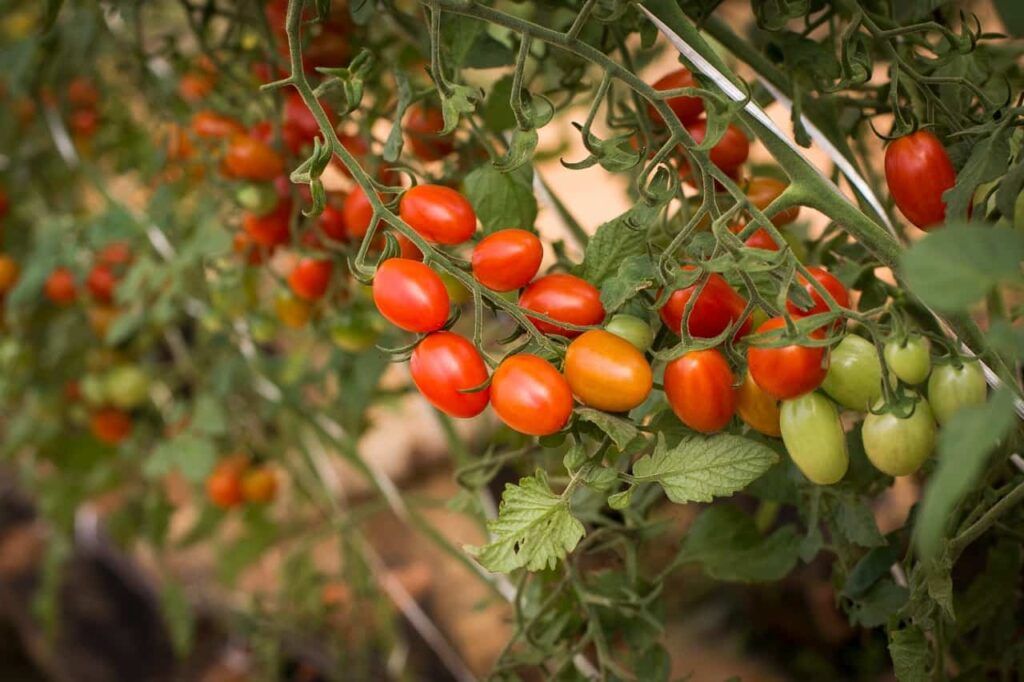 producao-de-tomate-1024x682