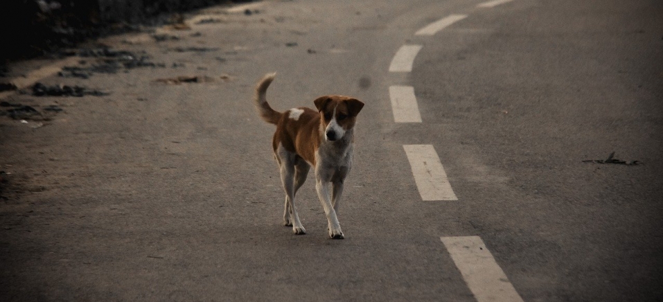 cachorro-gato-animal-atropelamento-motorista-multa-socorro_1