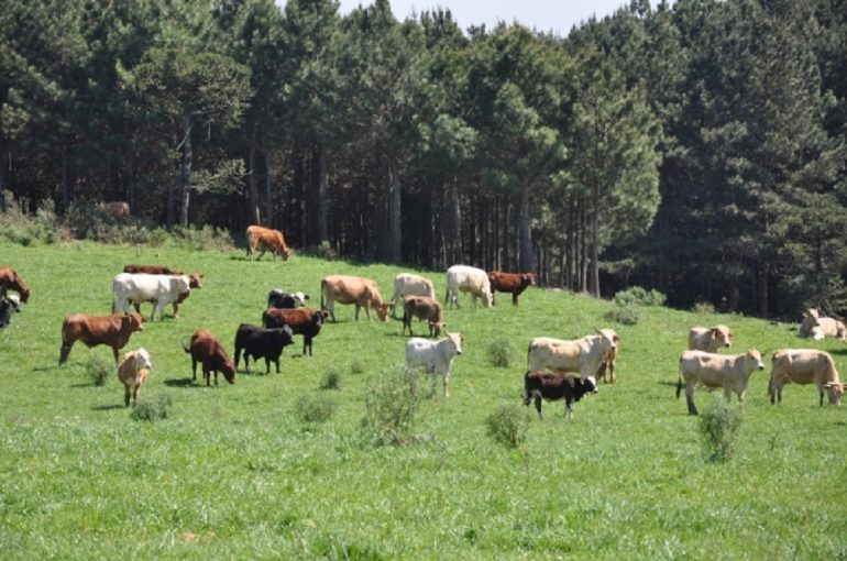 pecuaria_de_corte_20130920_1027638960-e1565551816678