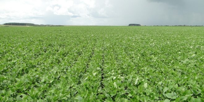 Aplicacao-de-calcario-agricola-soja-Credito-Votorantim-Cimentos-660x330