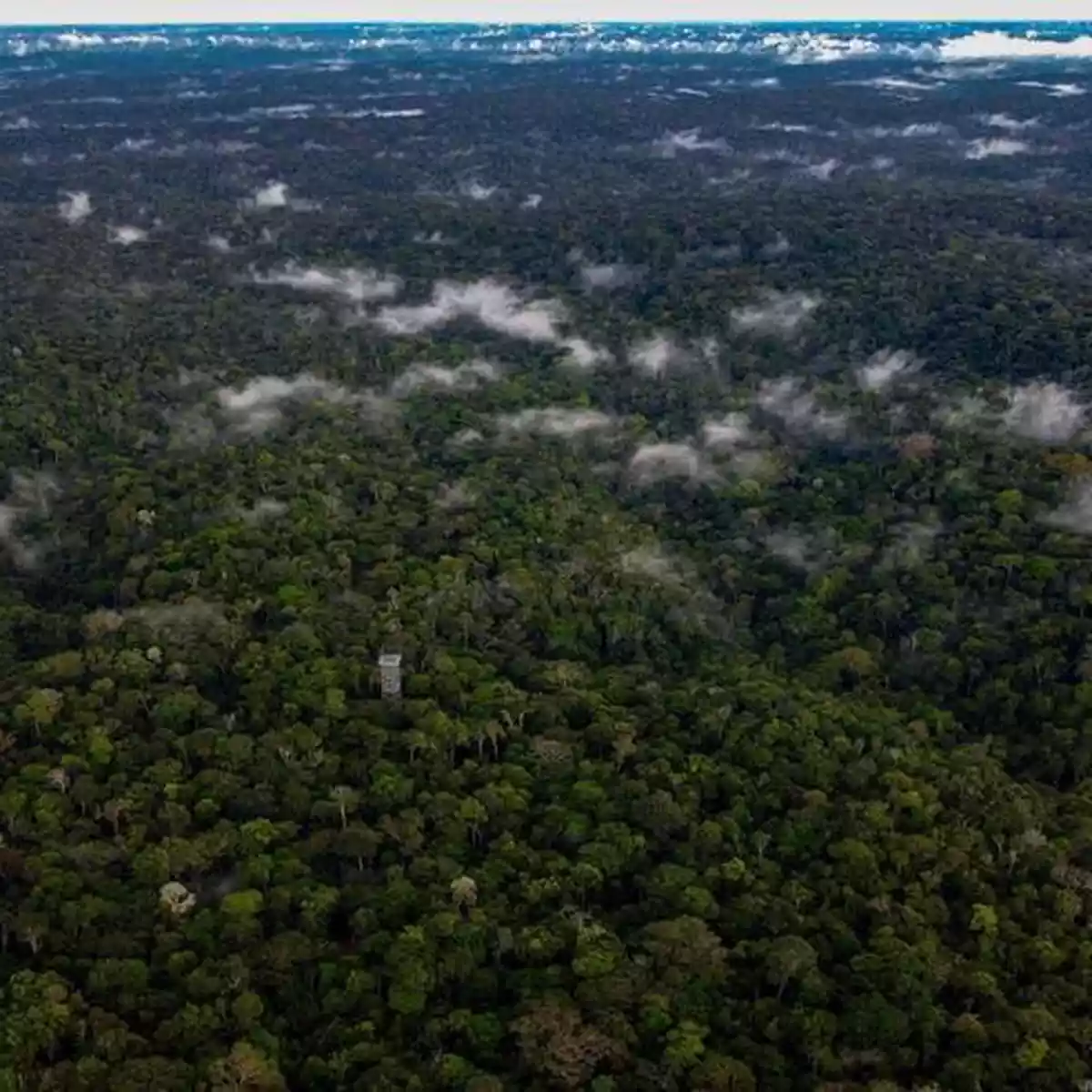 floresta amazonica 19-08-23