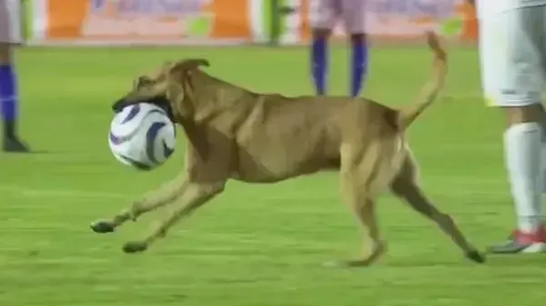 Cachorro-invade-o-campo-em-jogo-do-Mexico-e1696000867398