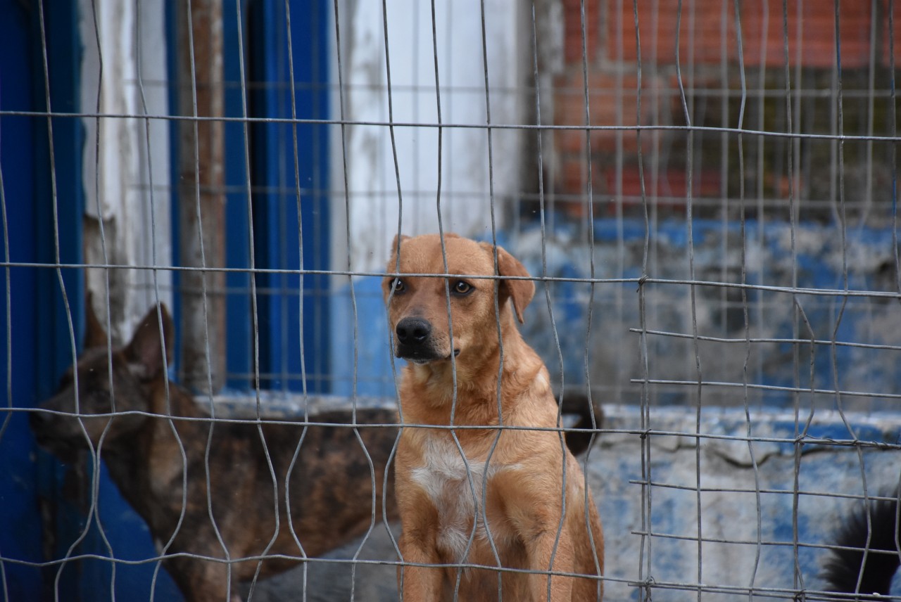 Cães