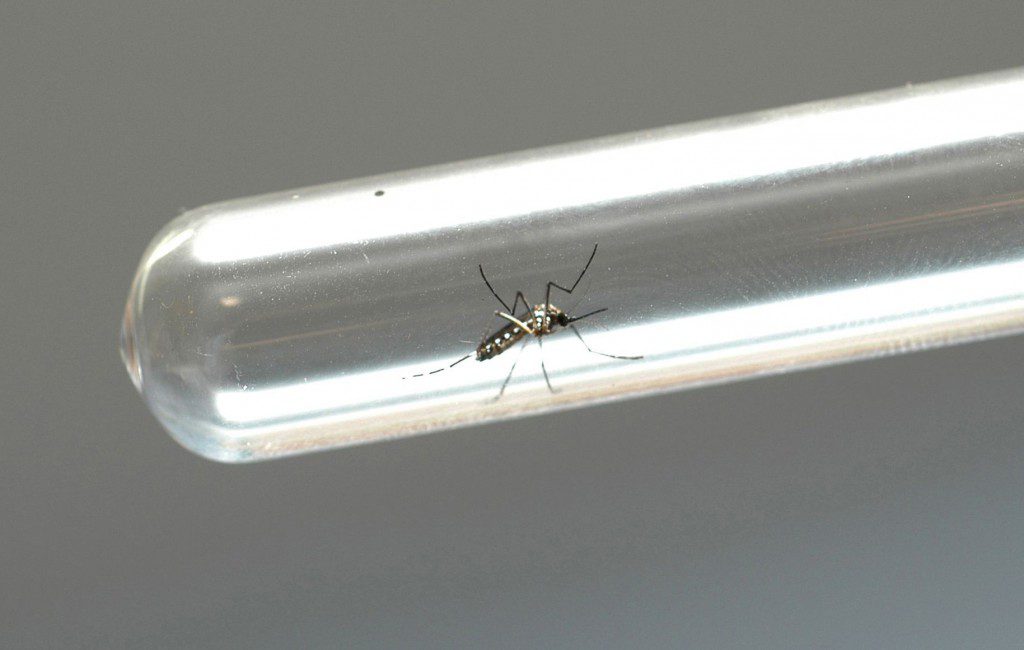 dengue-1024x650