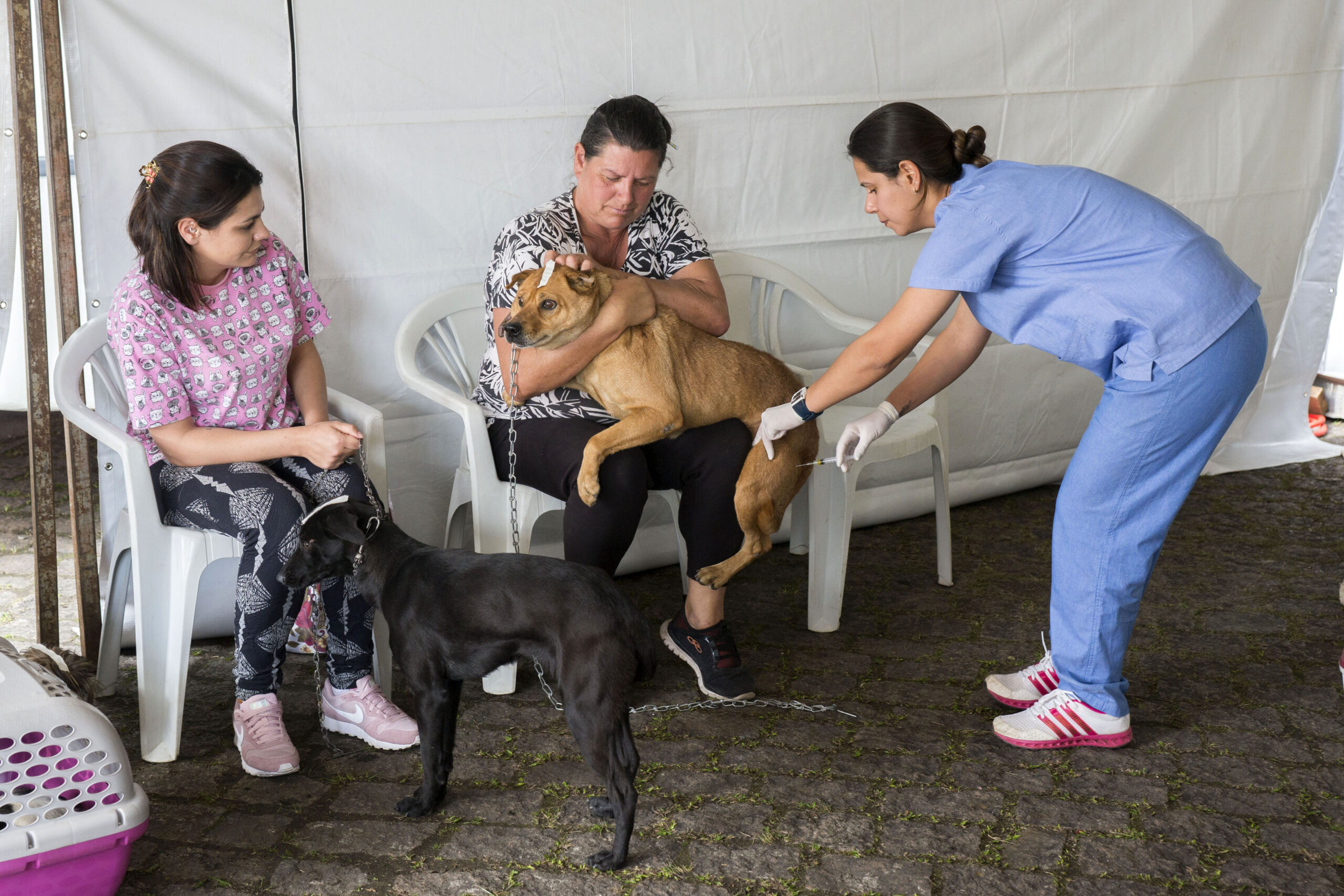 Moradores dos bairros CIC, Augusta, Rivieira e São Miguel poderão castrar cães e gatos, gratuitamente, de 16 a 21 de setembro. 
 - Na imagem, Castramóvel na Rua da Cidadania do Pinheirinho.
Foto: Valdecir Galor/SMCS