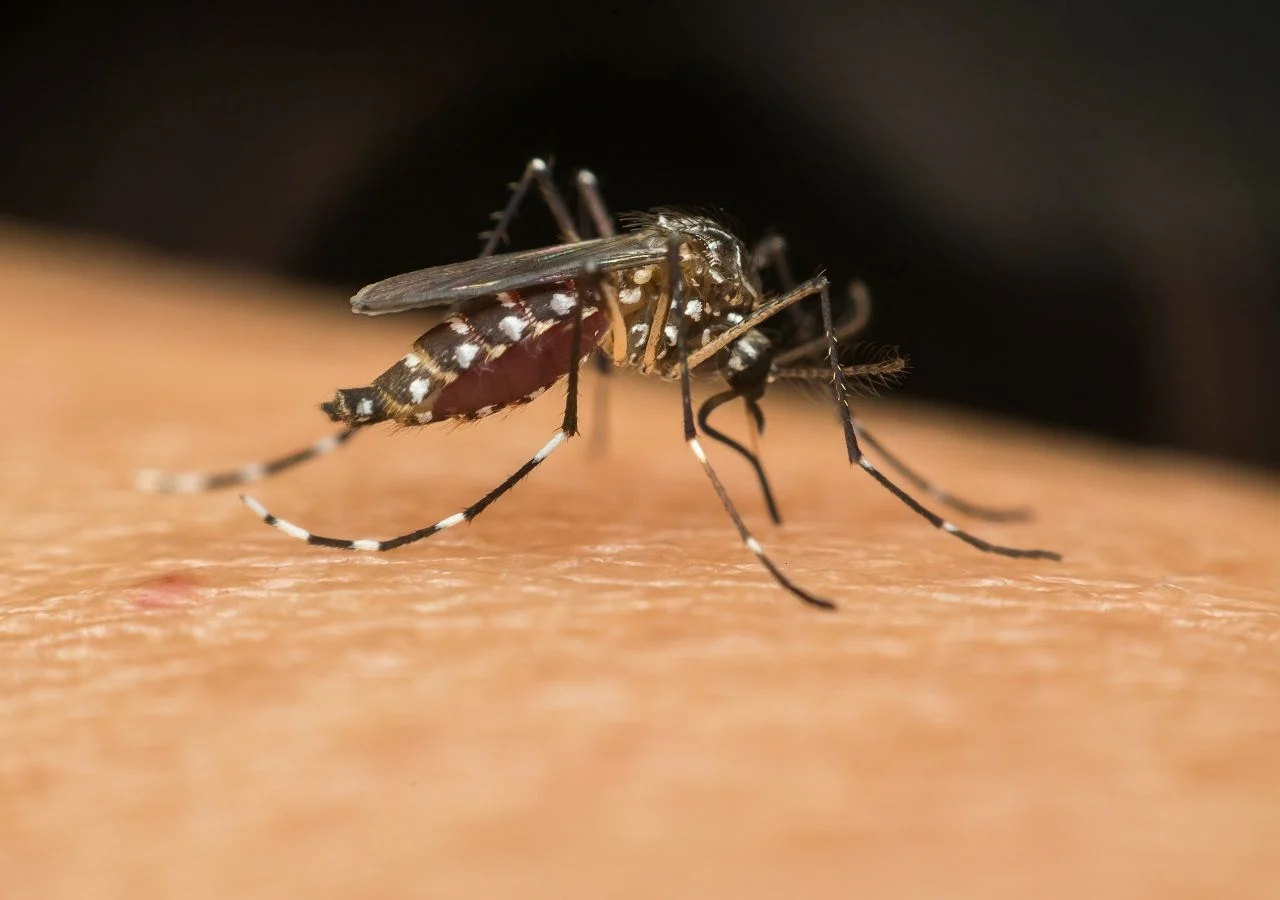 aedes-aegypti-y-dengue-como-prevenir-el-contagio-de-esta-enfermedad-1681658624631_1280