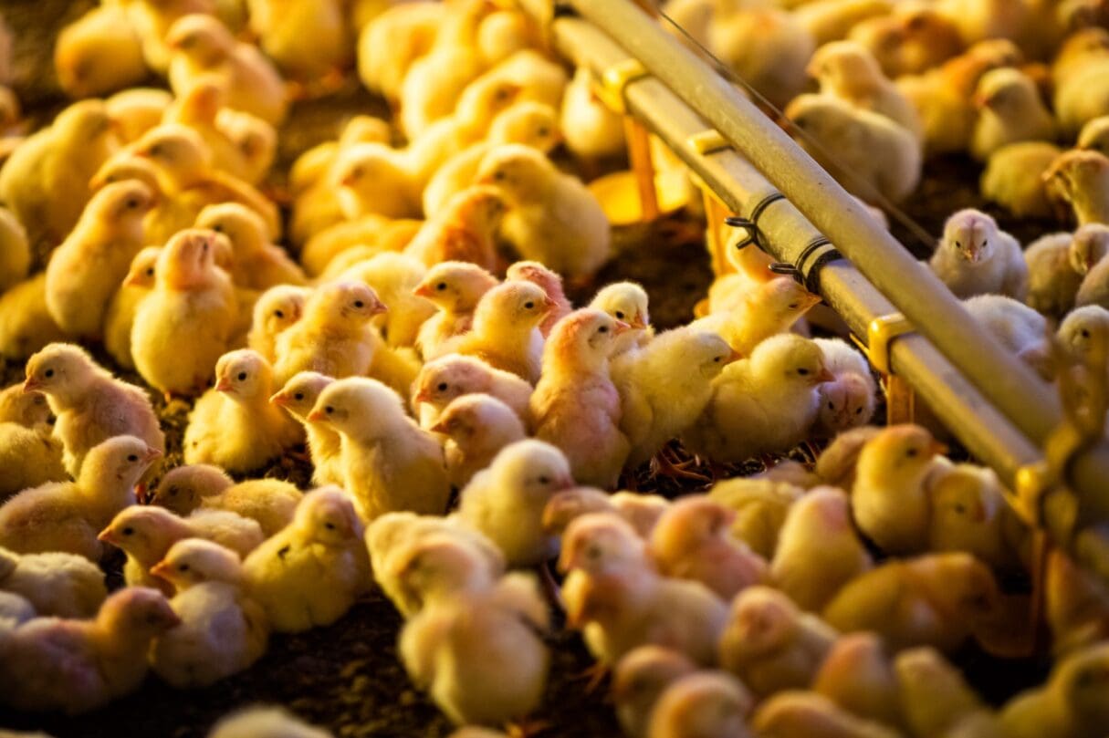 Imagem-de-aves_-Agrodefesa-publica-medidas-para-prevenir-gripe-aviaria-em-Goias-1215x809